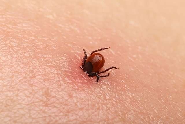 Lyme Disease detect with LAMP