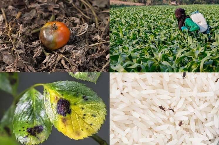 Plant Pathogens LAMP