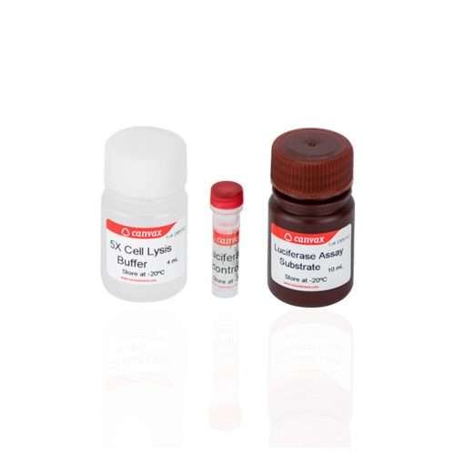 Firefly Luciferase Assay Kit