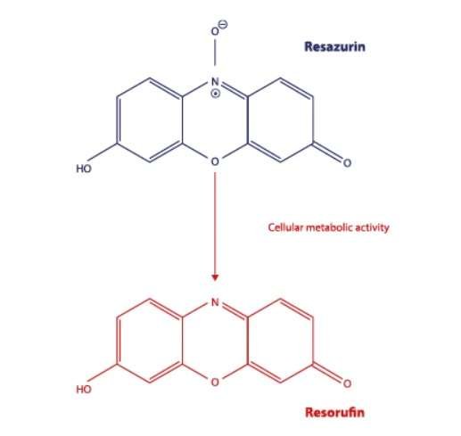 Resazurin to resofurin reaction for cell viability assay