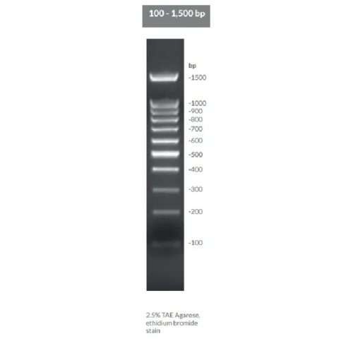 Brightmax DNA ladder 100-1500 bp