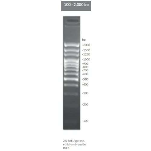 Brightmax 100-2000 bp (2kb) DNA ladder