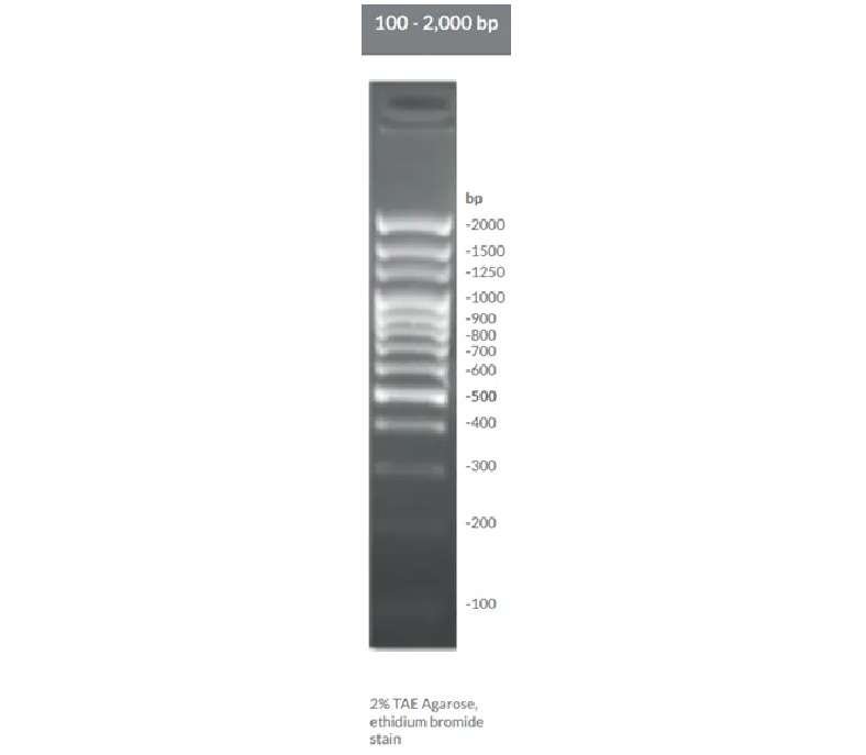 Brightmax 100-2000 bp (2kb) DNA ladder