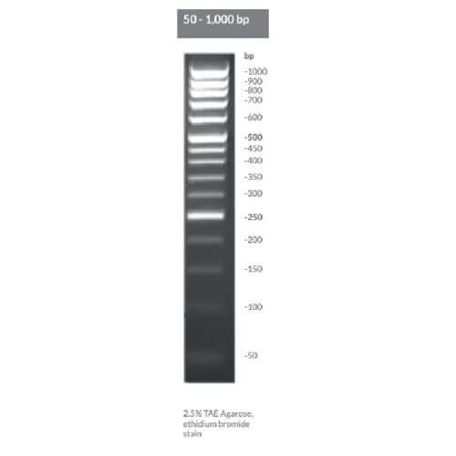 Brightmax 50 - 1000 bp dna ladder
