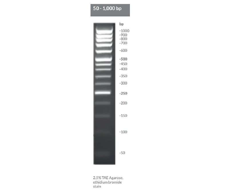 Brightmax 50 - 1000 bp dna ladder