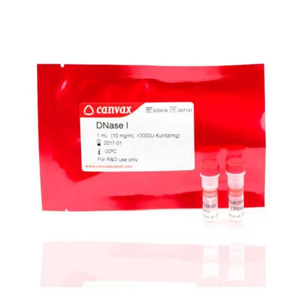 dnase I rnase free