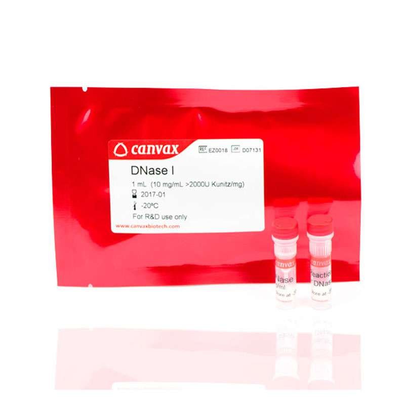 dnase I rnase free