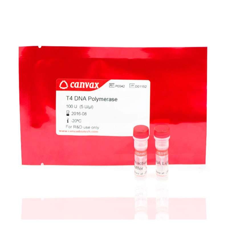 T4 DNA Polymerase