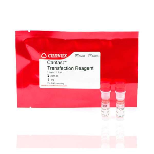 Canfast Transfection Reagent – lipid-based formulation for high-efficiency DNA delivery into mammalian cells.
