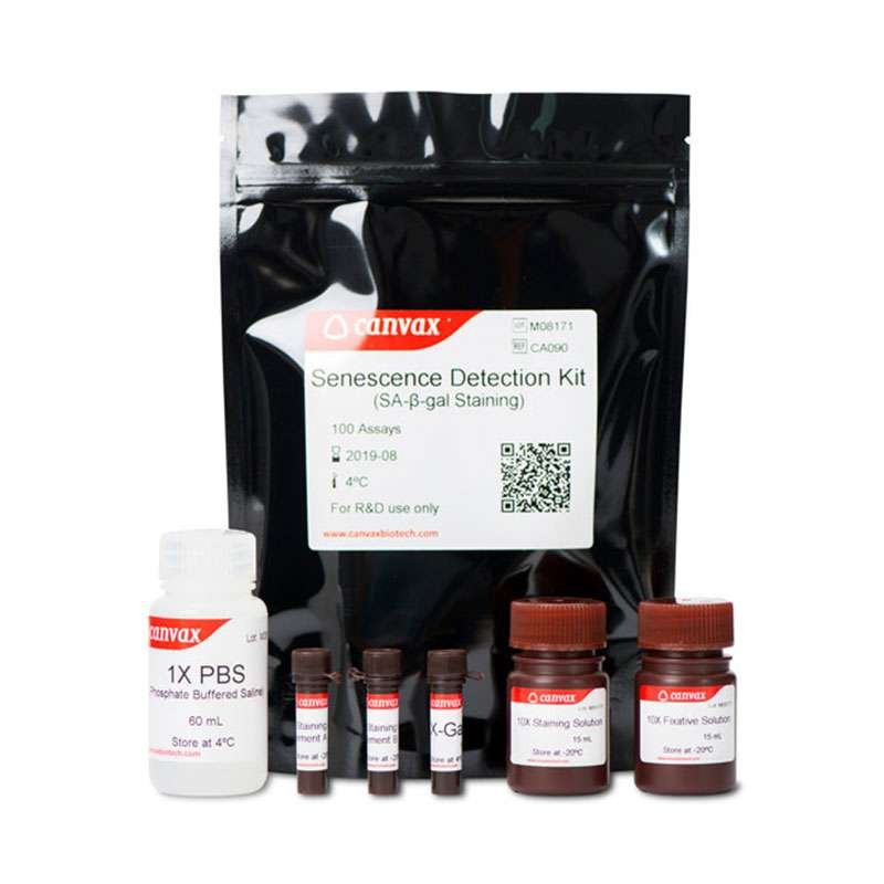 senescence detection kit