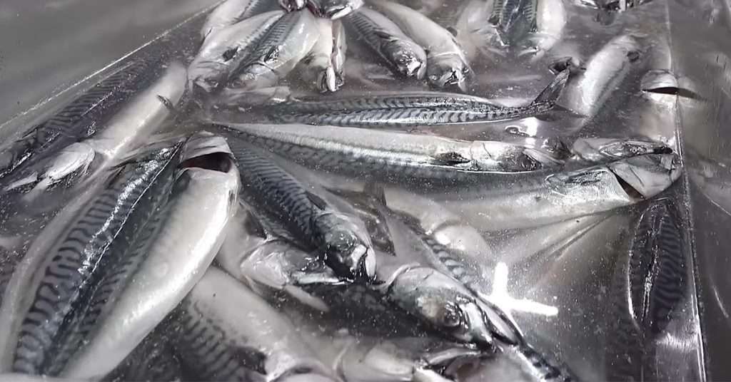 Norwegian Mackarel processed in fish processing plant