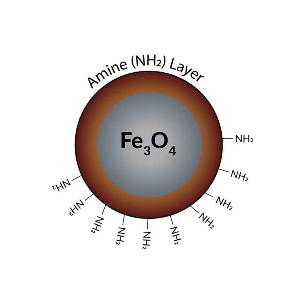 Amine Coated Magnetic Beads, 500nm Diameter, 10mL @ 10 mg/mL