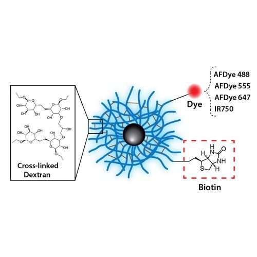 Dextran CLIO Magnetic Nanoparticles - Biotin, Fluorescent Dye