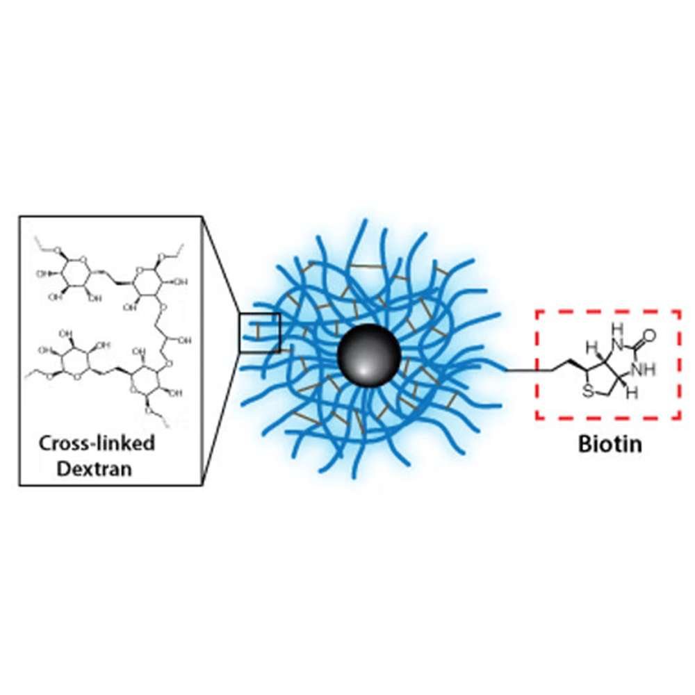 Dextran CLIO Magnetic Nanoparticles - Biotin