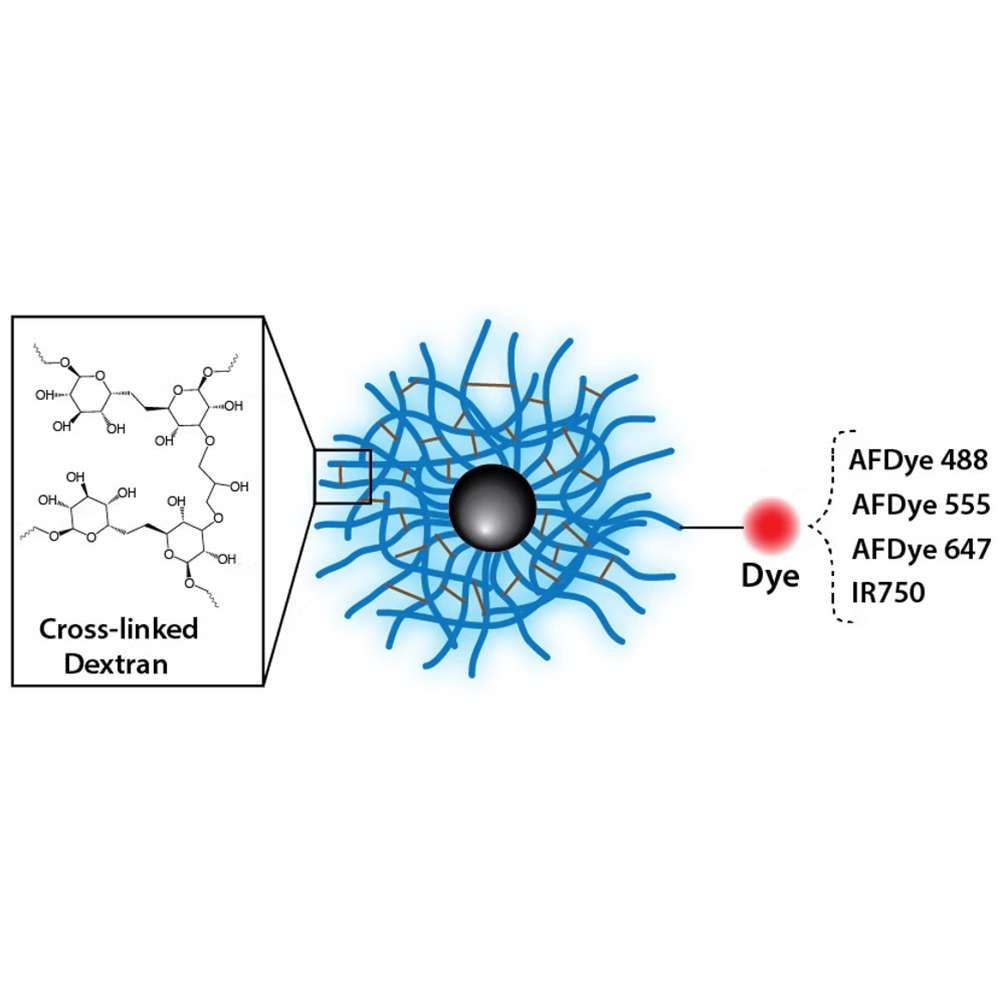 Dextran CLIO Magnetic Nanoparticles - Fluorescent Dye