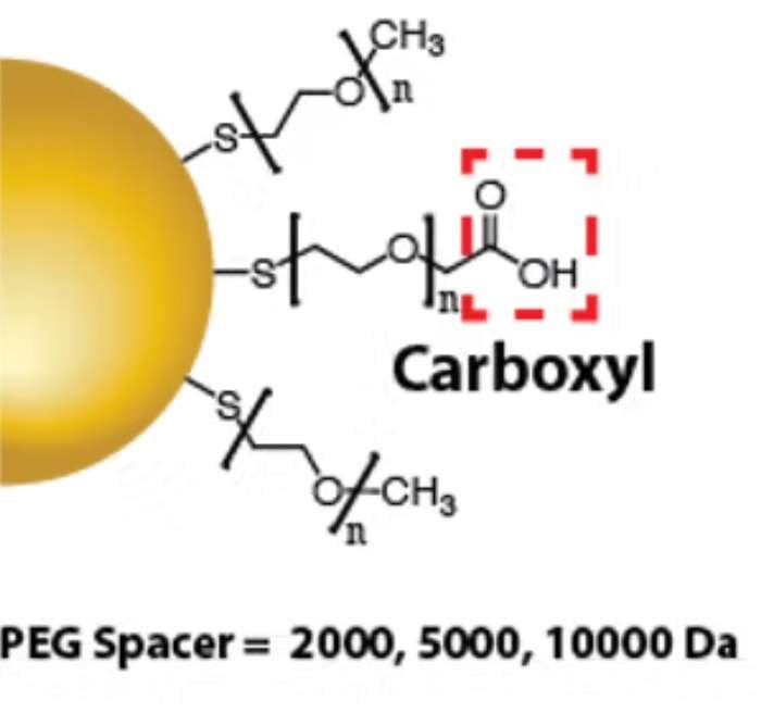 Carboxylated Gold Nanorods for Bioconjugation and Imaging