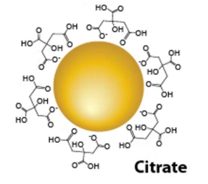 citrate gold nanoparticles