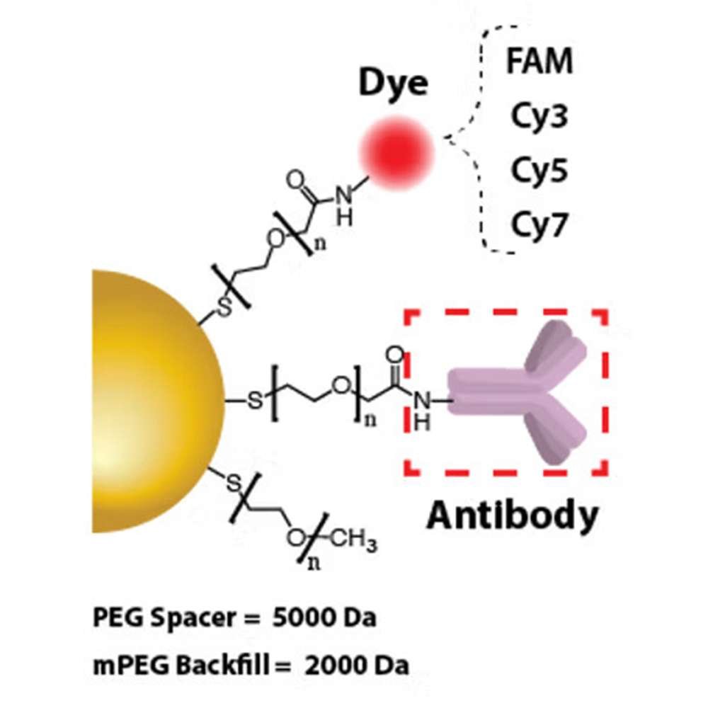 Gold Nanoparticles - Anti-IgG Antibody
