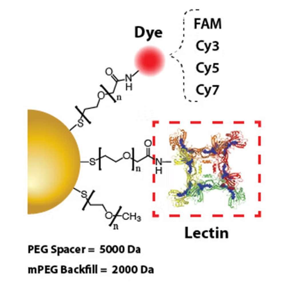 Gold Nanoparticles - Lectin (from Griffonia, GSL I, BSL I)