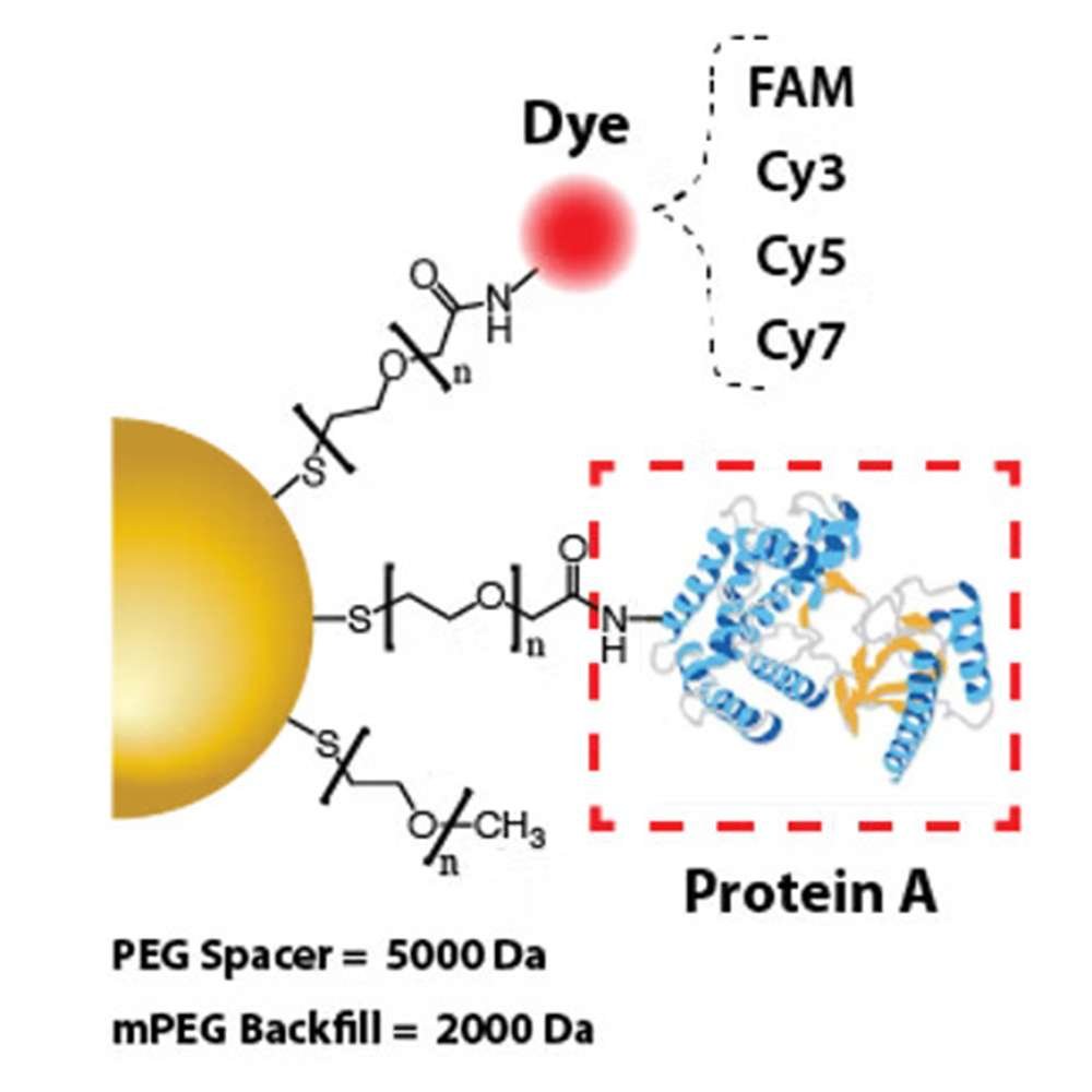 protein A gold nanoparticles