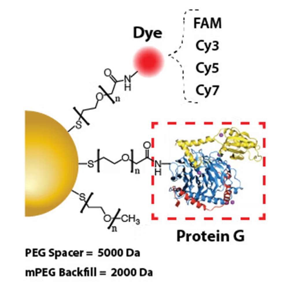Gold Nanoparticles - Protein G