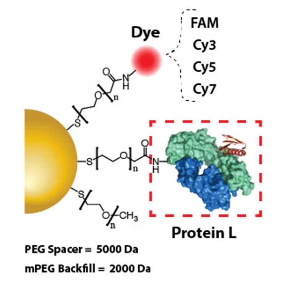 Gold Nanoparticles - Protein L