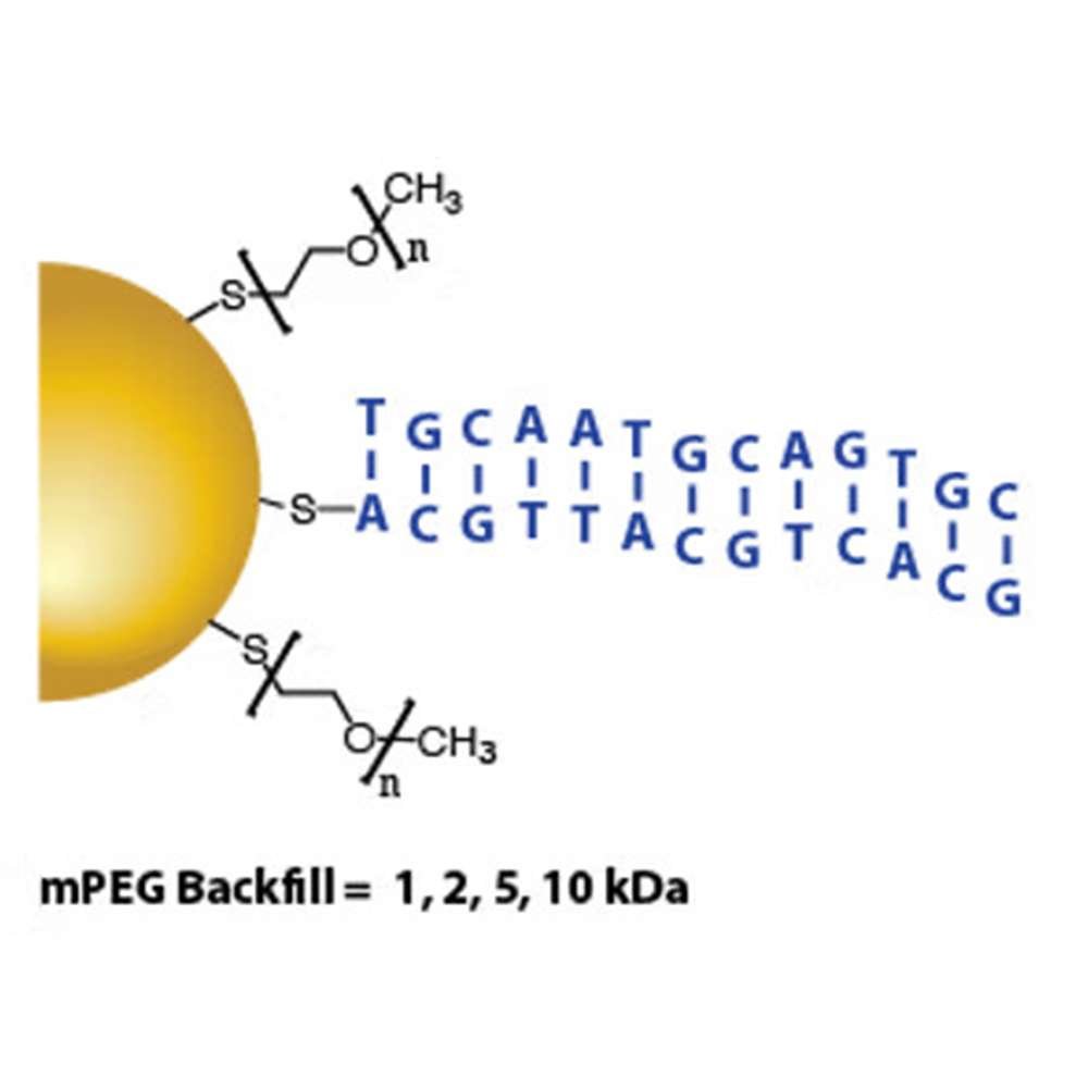 Gold Nanoparticles - dsDNA