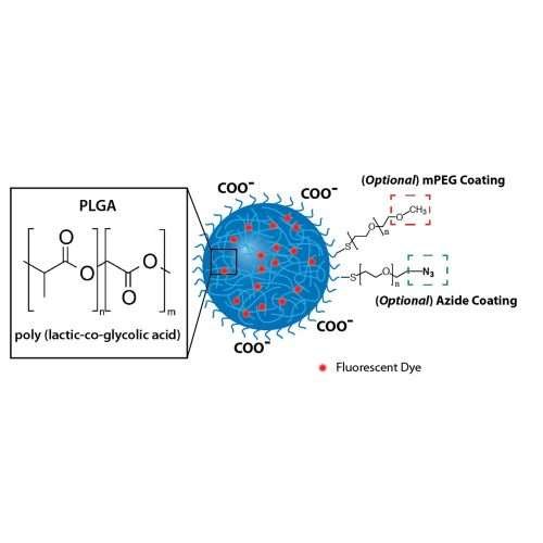 PLGA Nanoparticles, Fluorescently Labeled