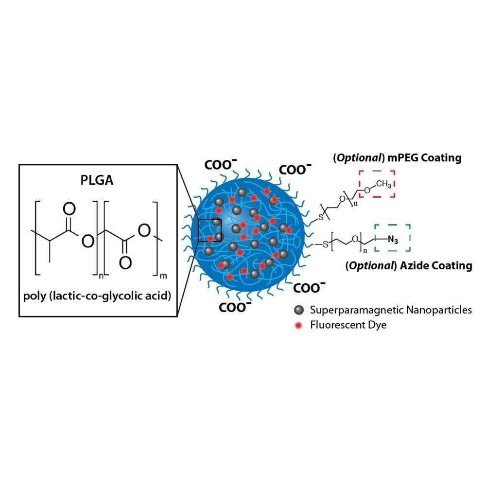 PLGA Nanoparticles, Magnetic, Fluorescently Labeled