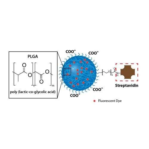 Streptavidin-coated PLGA nanoparticles with fluorescent and magnetic properties for biomedical research and drug delivery.