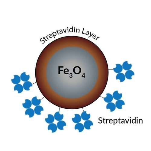 Streptavidin Coated Magnetic Beads, 500 nm Diameter. 10 mL @ 10 mg/mL