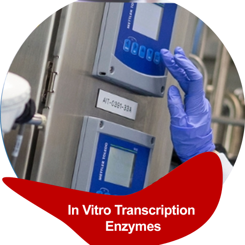 In Vitro Transcription Enzymes