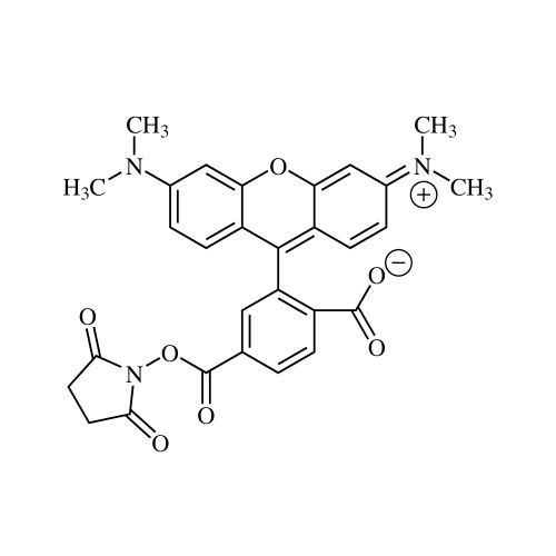 6-TAMRA NHS Ester single isomer - amine-reactive fluorescent dye for biomolecule labeling