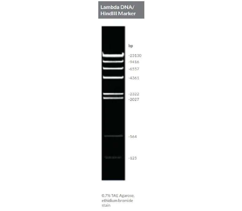 BrightMax Lambda DNA HindIII Marker on an agarose gel, showing distinct DNA fragment sizes from 125 bp to 23.1 kb.